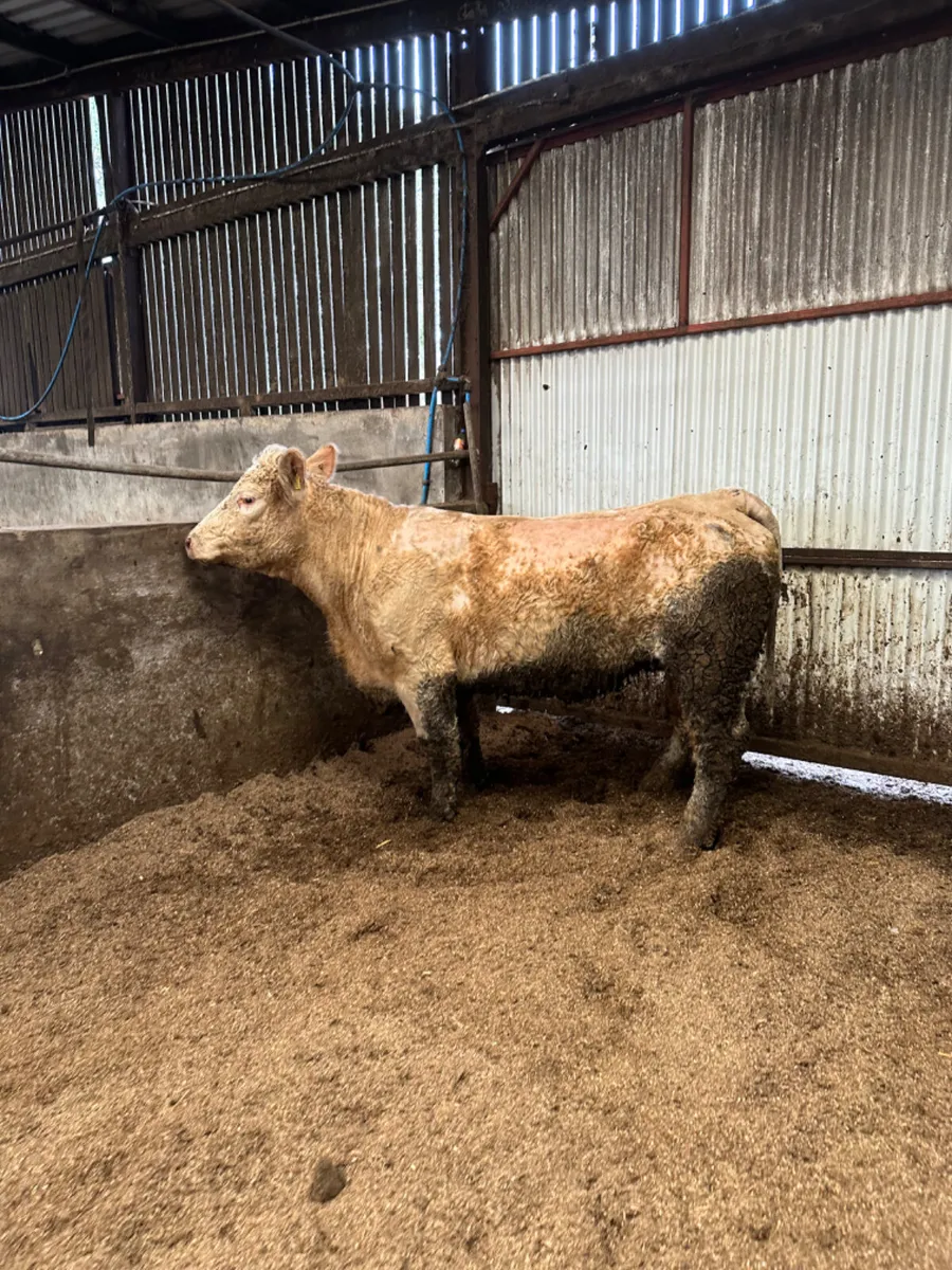 Simmental springer - Image 3