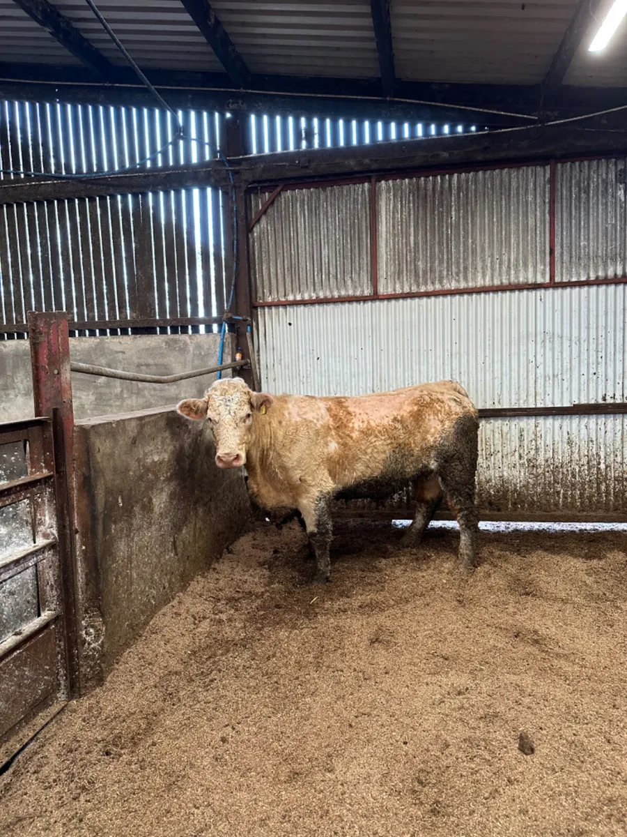 Simmental springer - Image 1