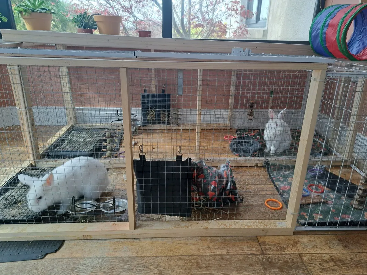Rabbits and enclosure - Image 2