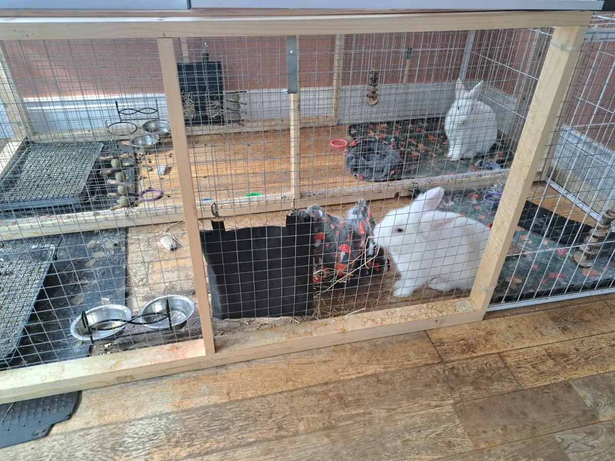 Rabbits and enclosure - Image 3