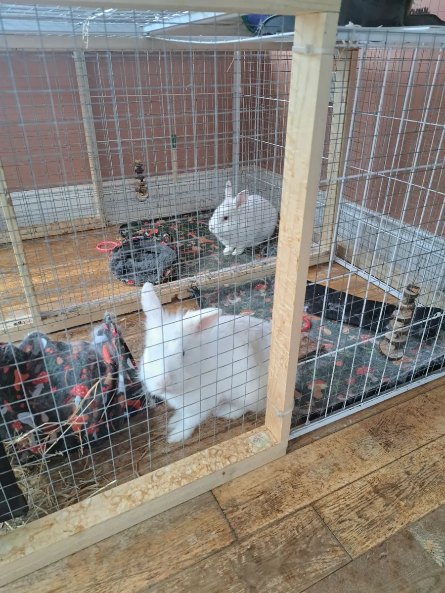 Rabbits and enclosure - Image 4