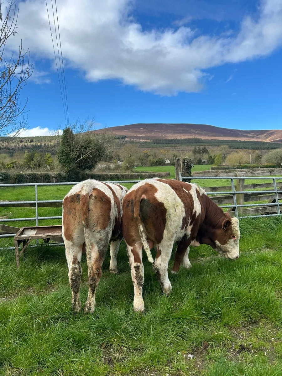 Pedigree Fleckvieh Bulls - Image 2