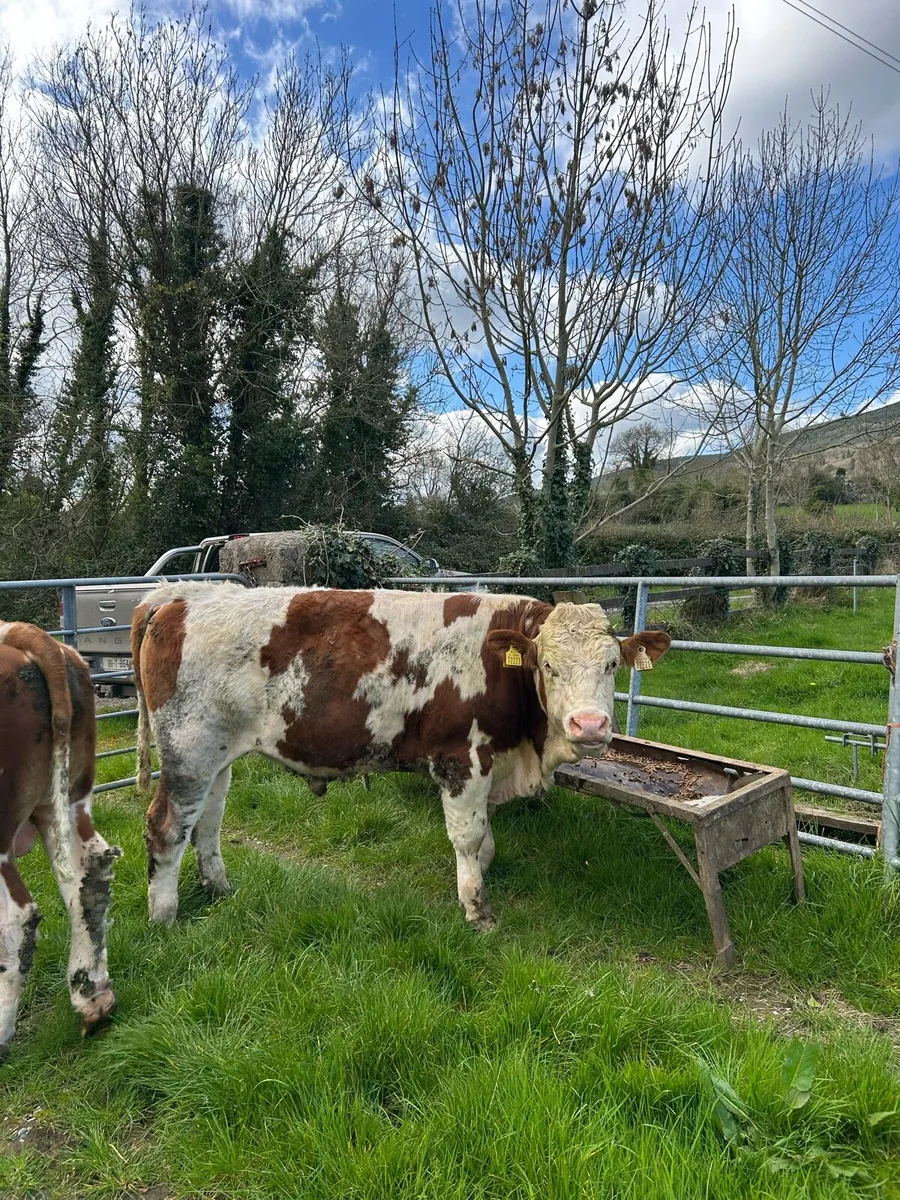 Pedigree Fleckvieh Bulls - Image 3