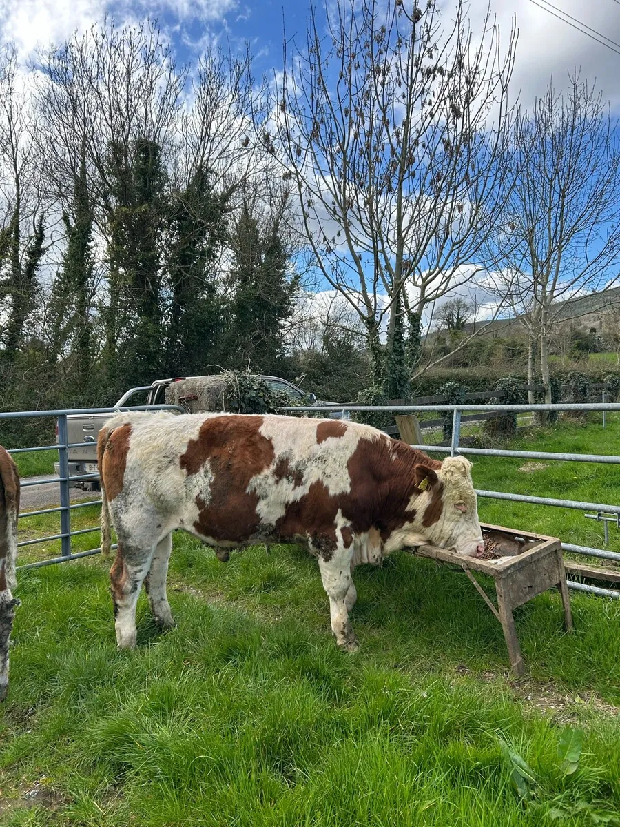 Pedigree Fleckvieh Bulls - Image 4