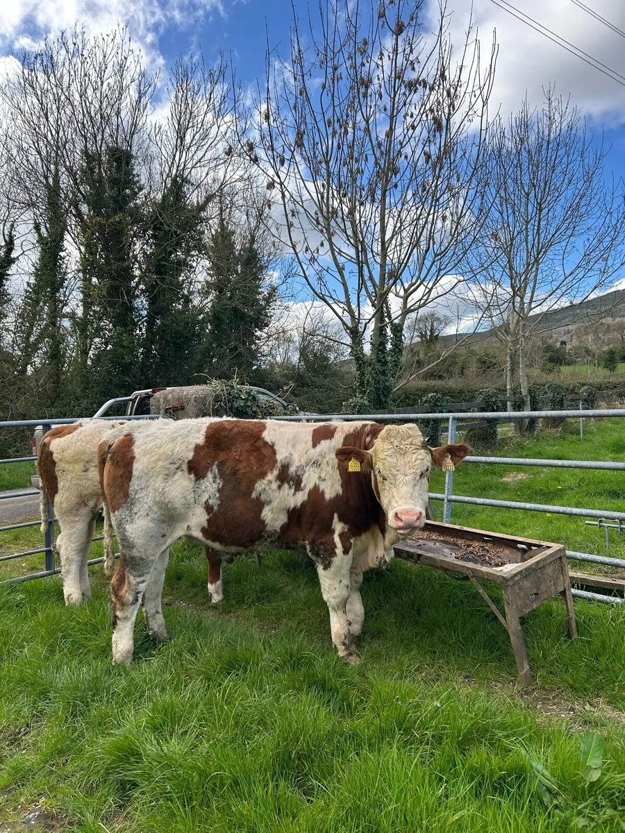 Pedigree Fleckvieh Bulls - Image 1