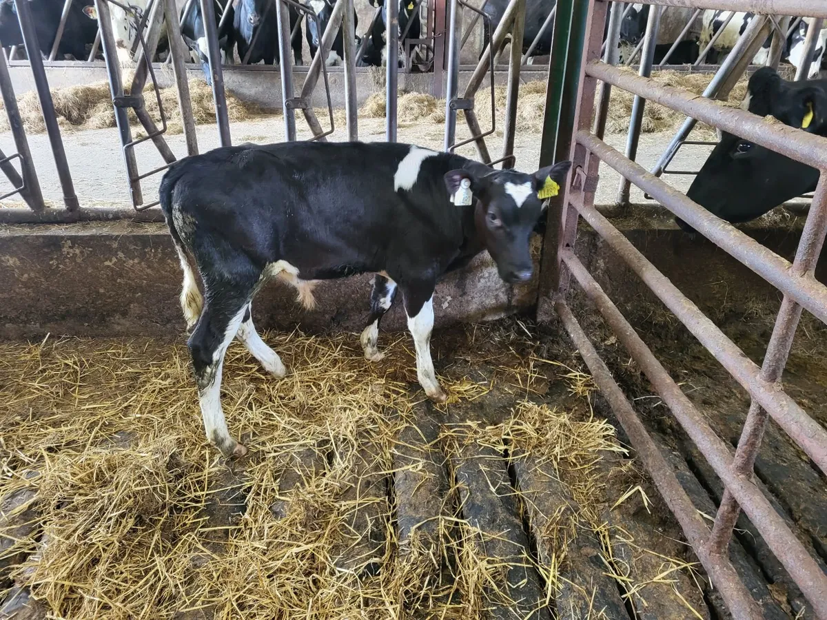 Pbr high Ebi bull calf - Image 2