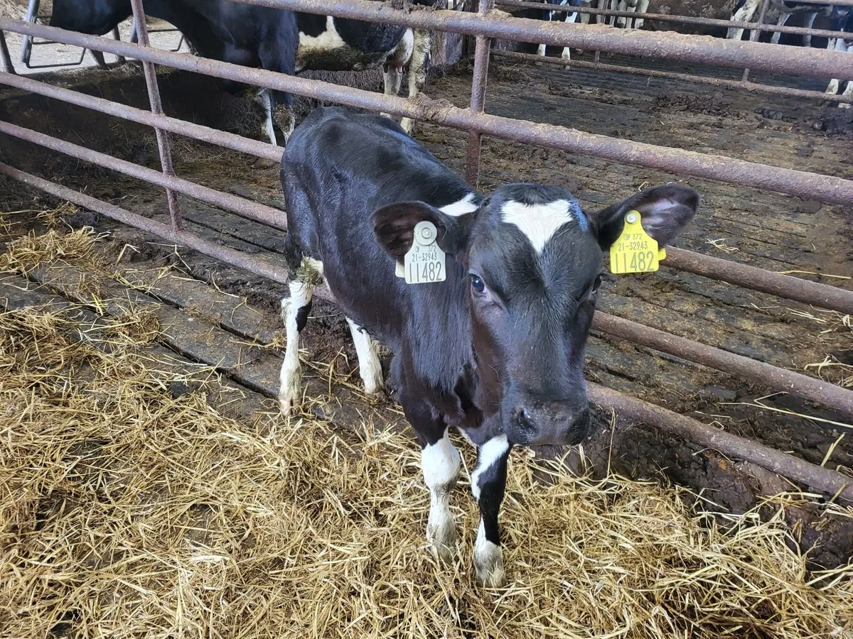 Pbr high Ebi bull calf - Image 3