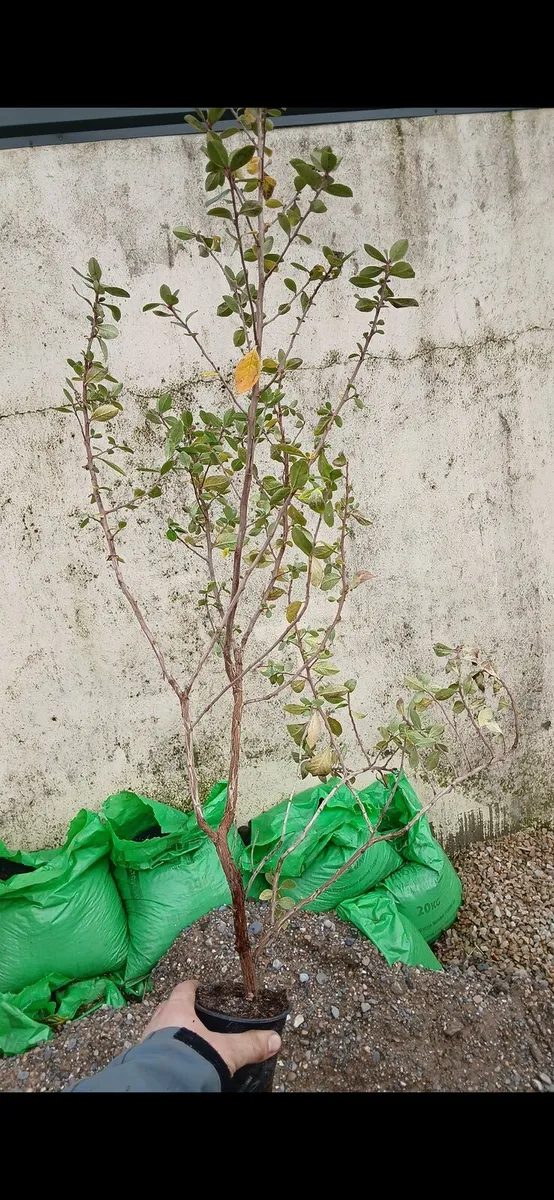 Escallonia  2 foot good coastal hedge €2.50 - Image 1