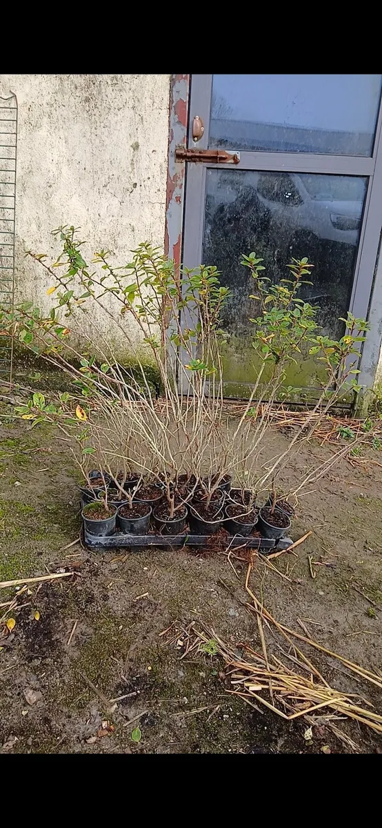 Escallonia  2 foot good coastal hedge €2.50 - Image 2