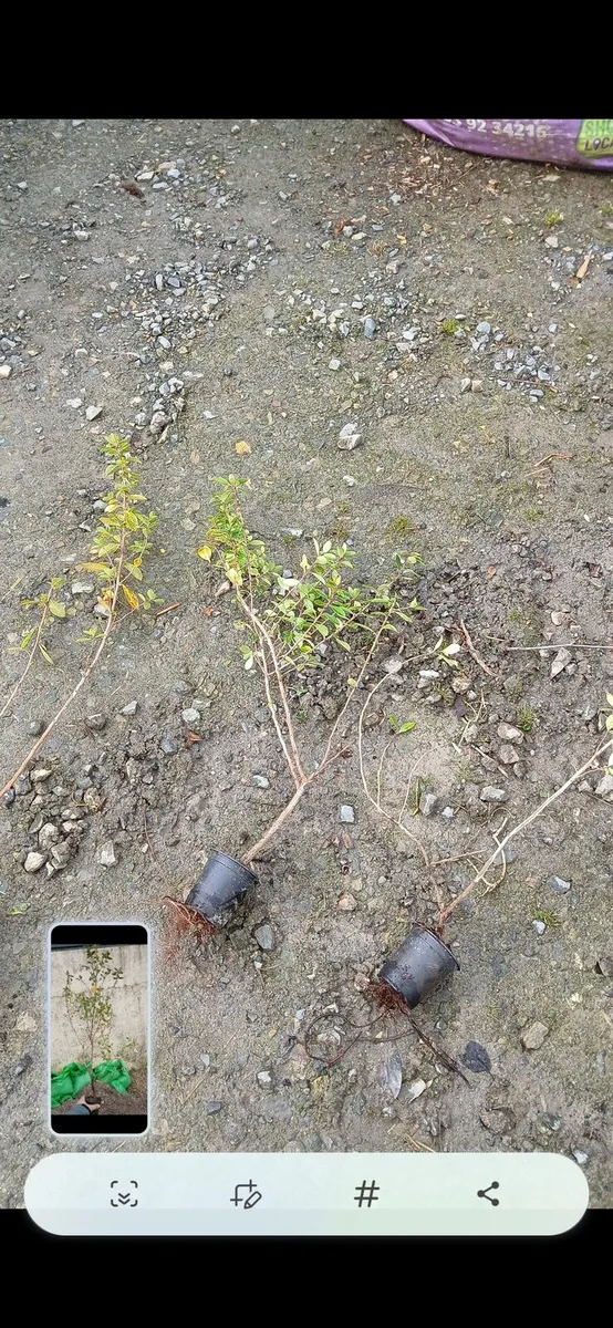 Escallonia  2 foot good coastal hedge €2.50 - Image 3