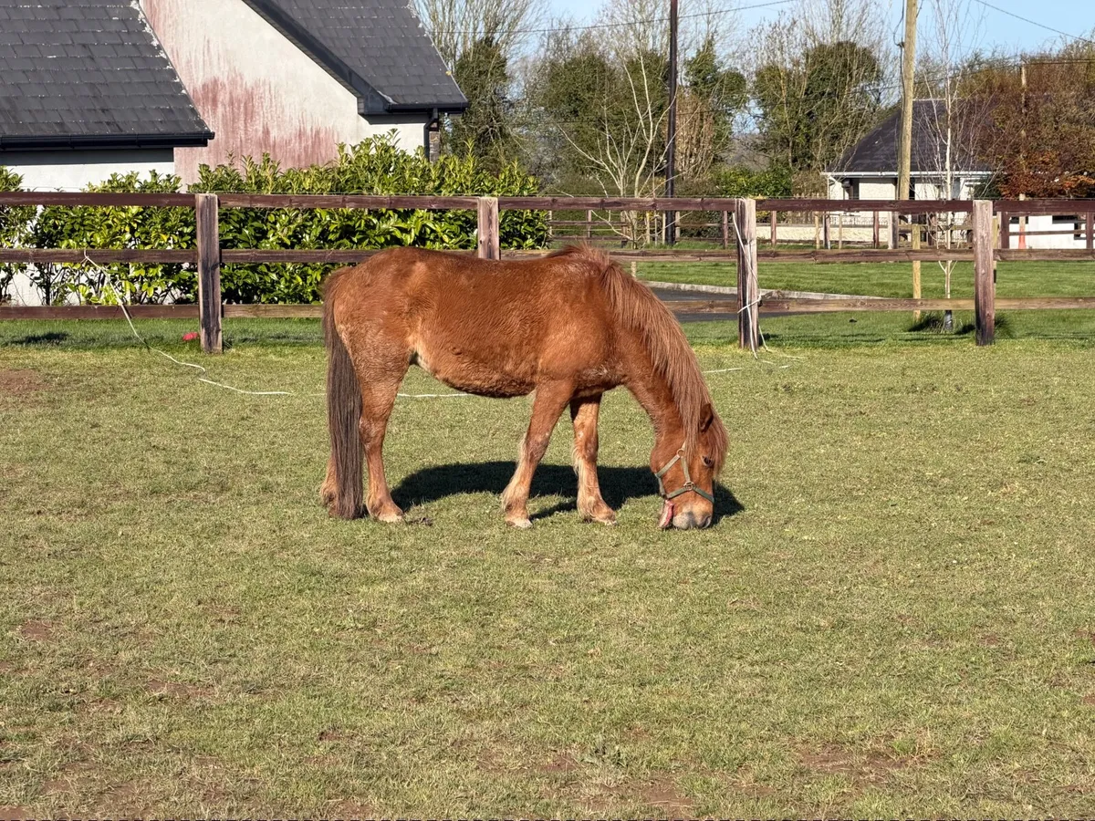 Kerry bog pony - Image 1