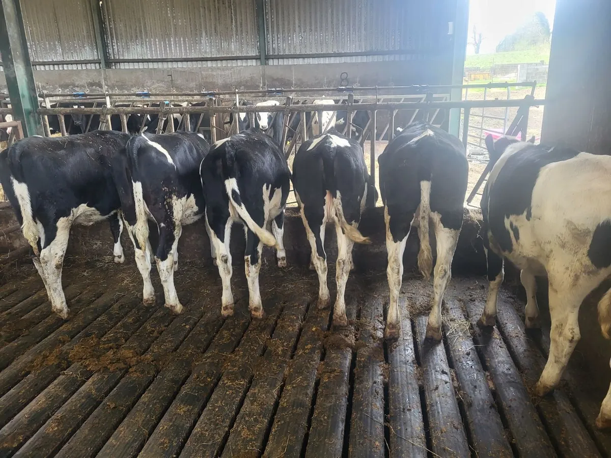 5 Pbr maiden heifers - Image 1