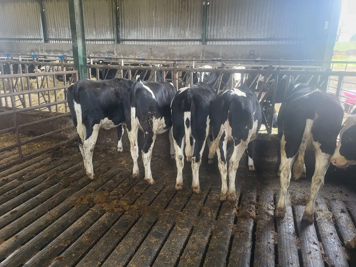 5 Pbr maiden heifers - Image 2