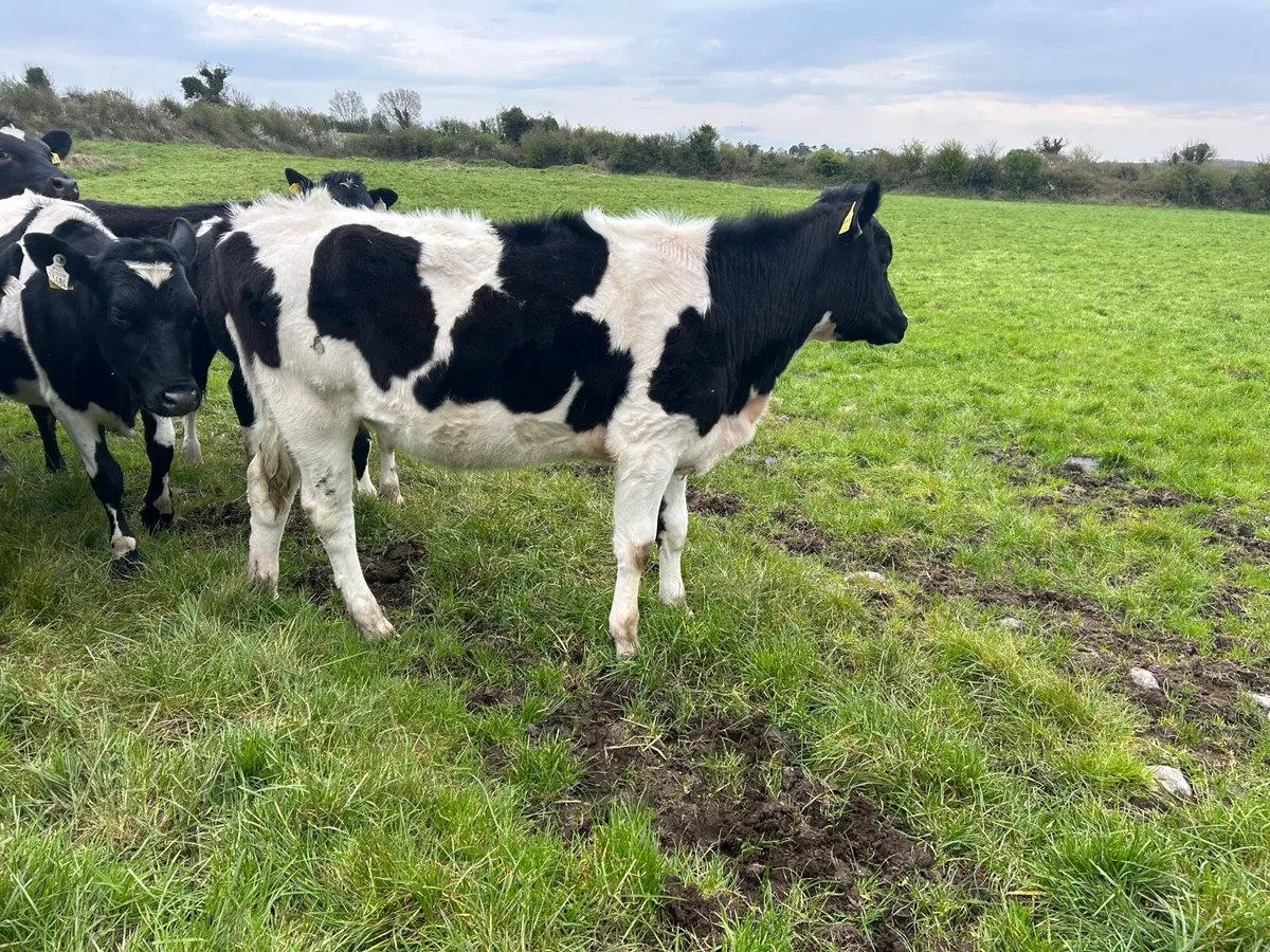 Maiden heifers - Image 1