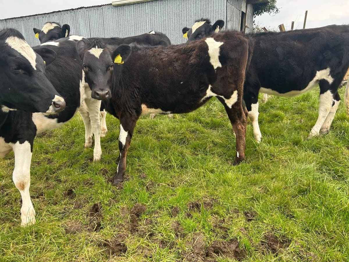 Maiden heifers - Image 3
