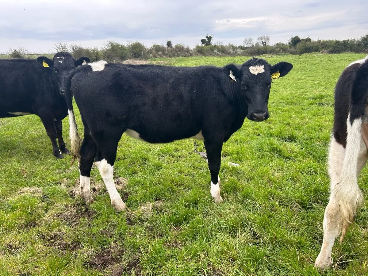 Maiden heifers - Image 2