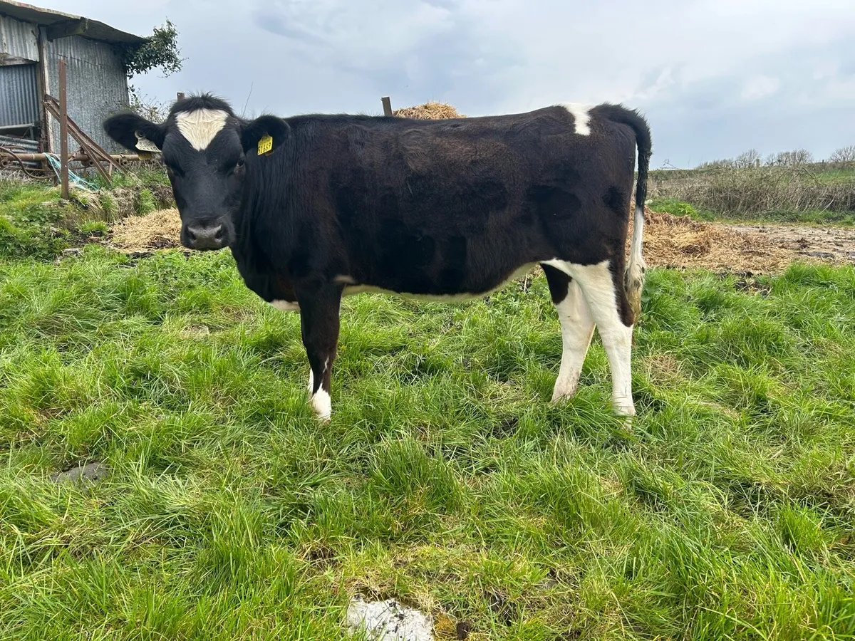 Maiden heifers - Image 4