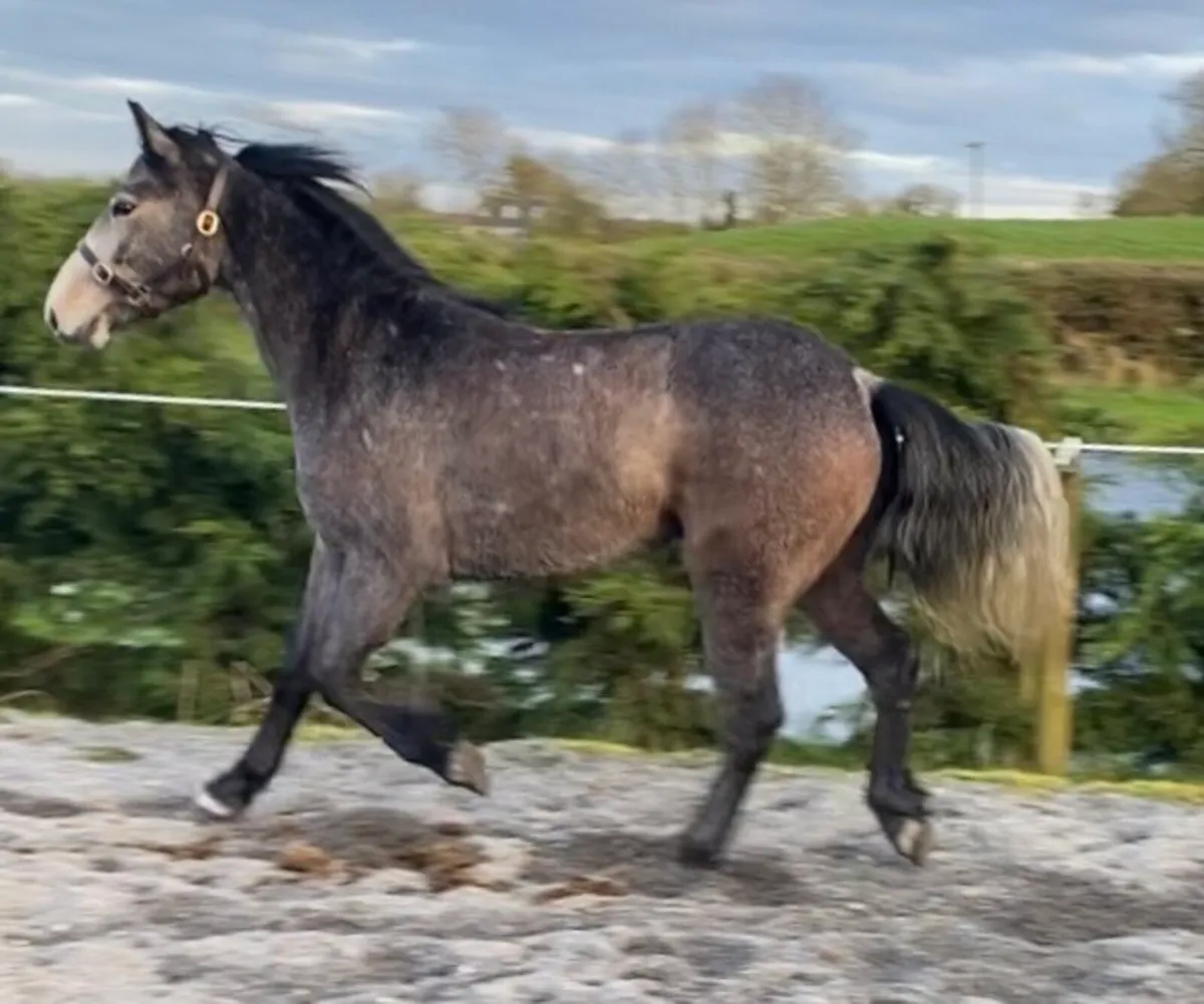 Big Smart Connemara Gelding - Image 1