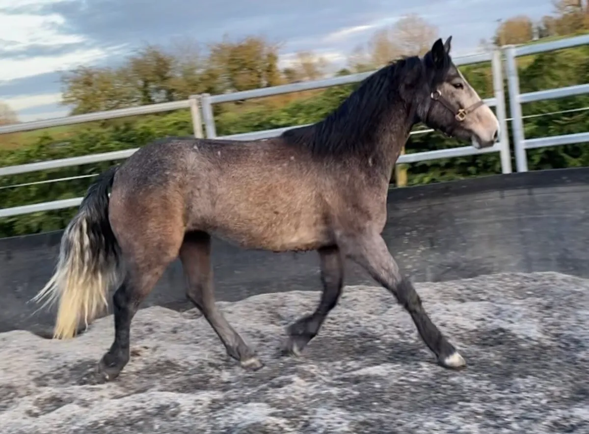 Big Smart Connemara Gelding - Image 2