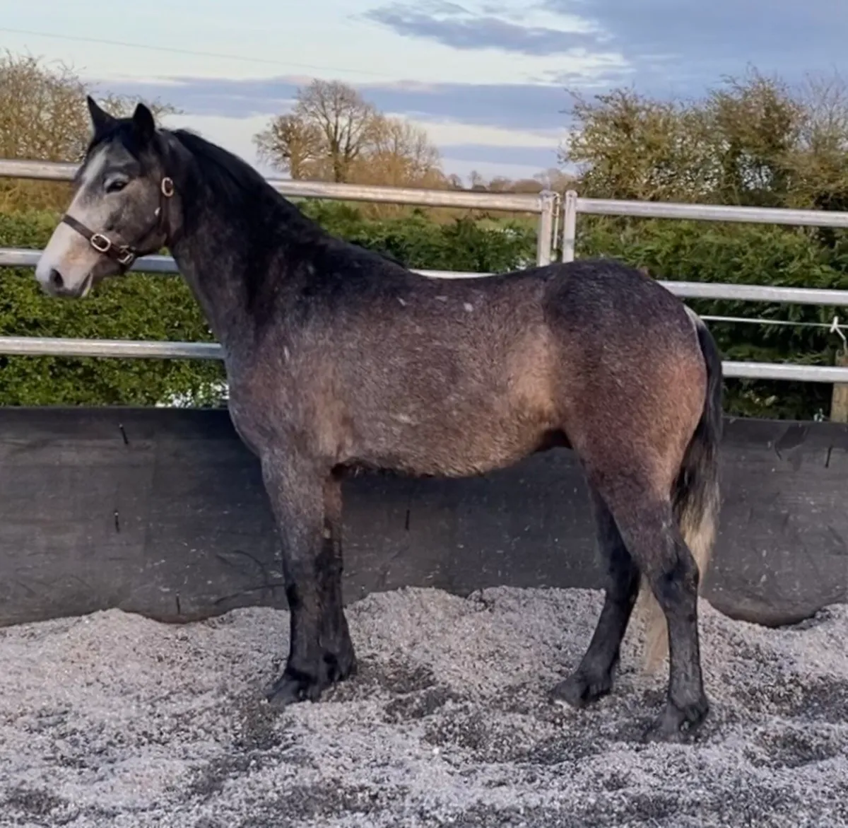 Big Smart Connemara Gelding - Image 3