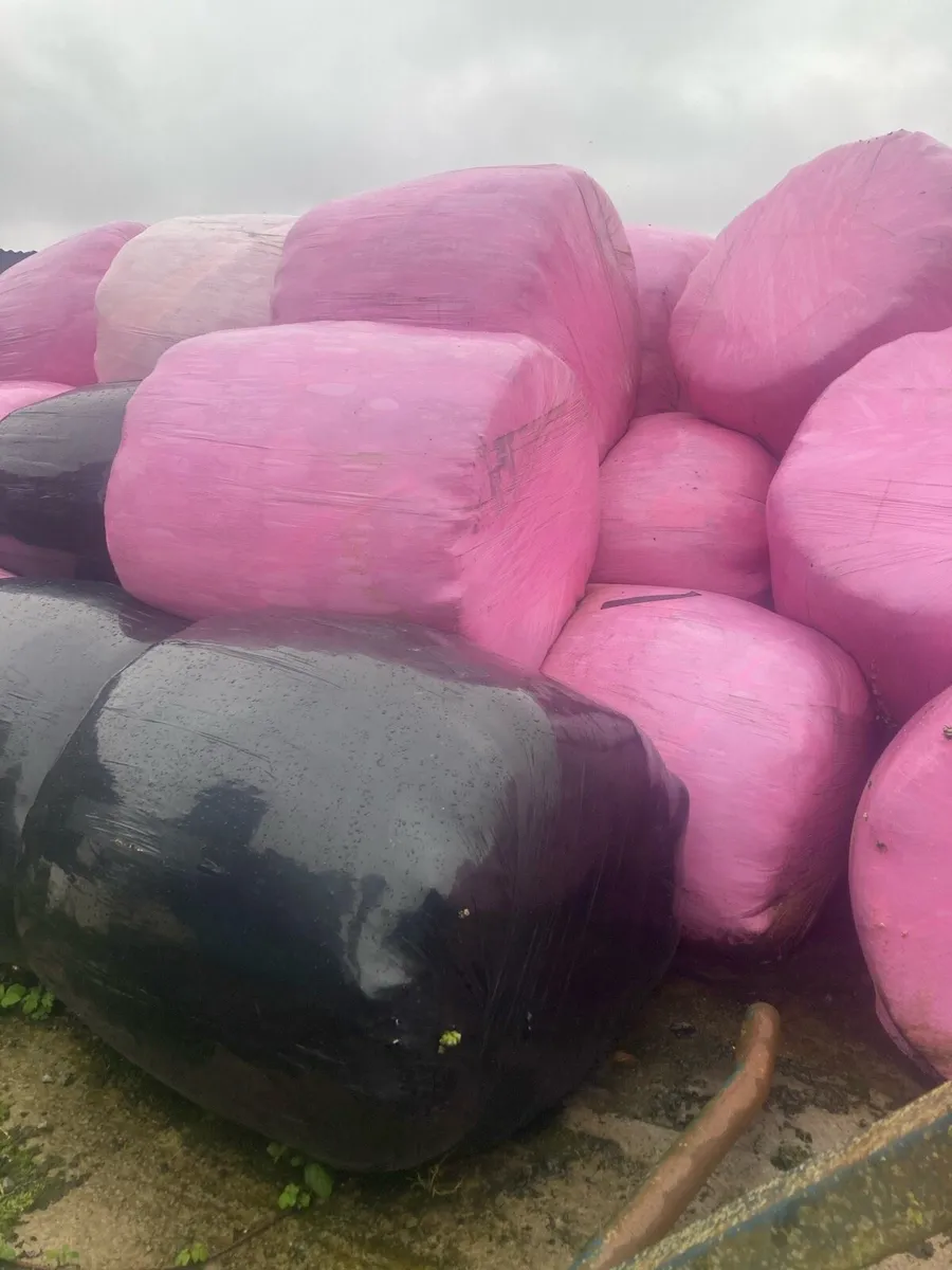 Round bales of silage - Image 2