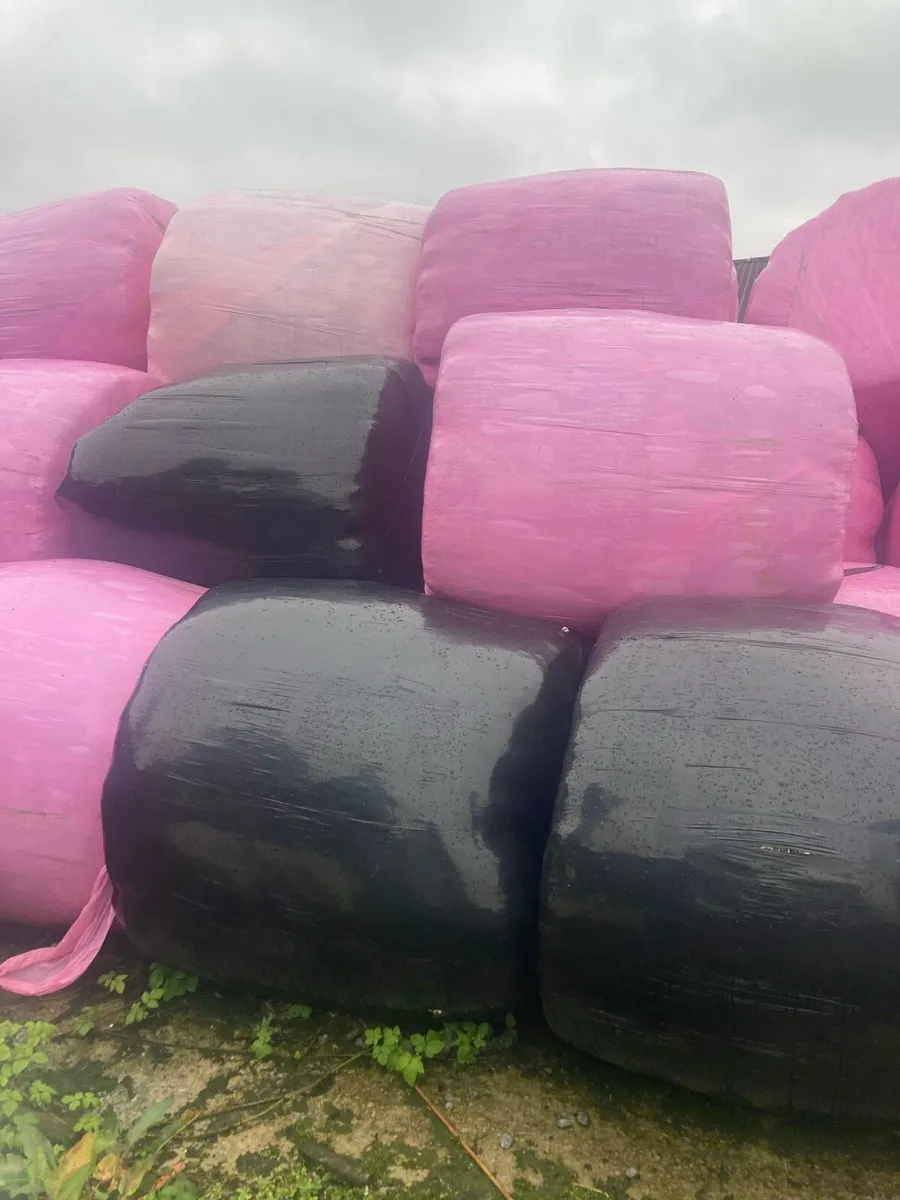 Round bales of silage - Image 1