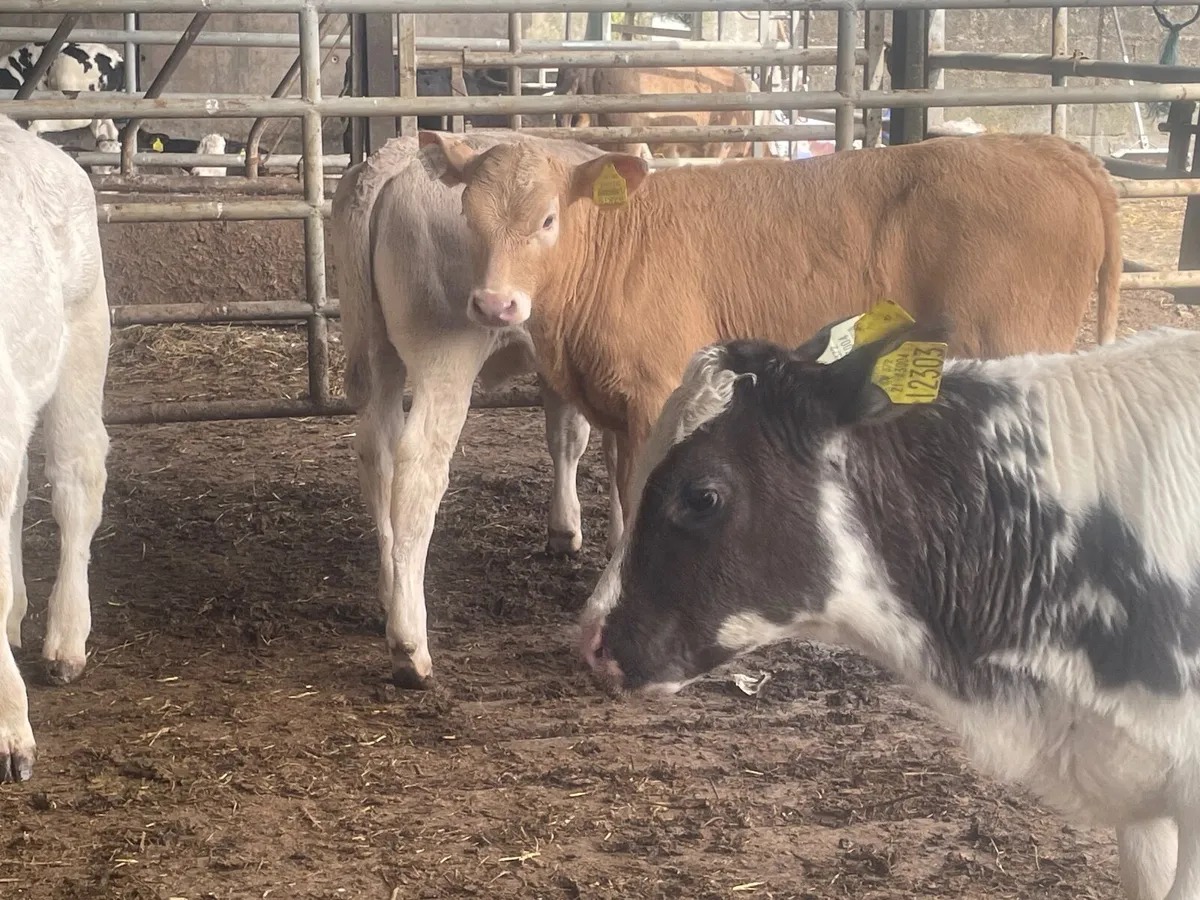 5 super reared continental heifers - Image 1