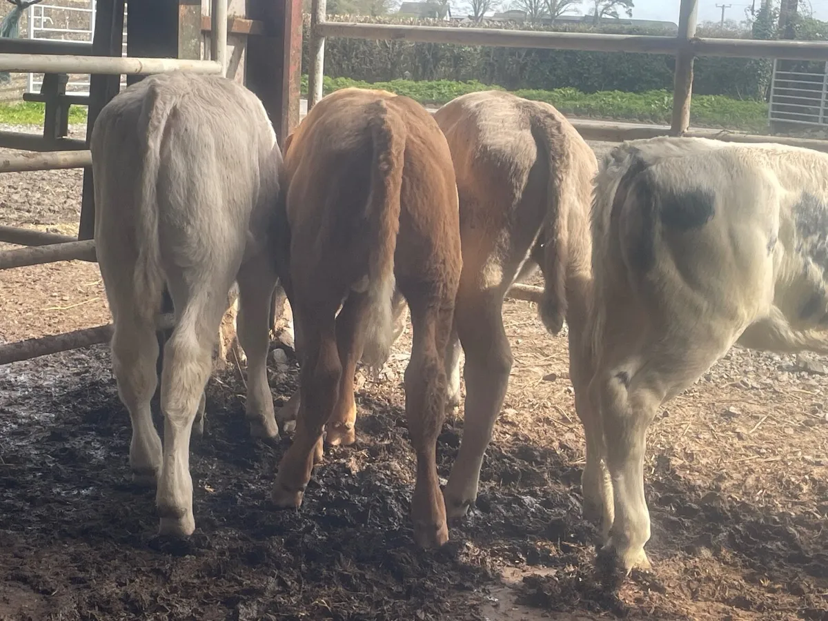 5 super reared continental heifers - Image 2