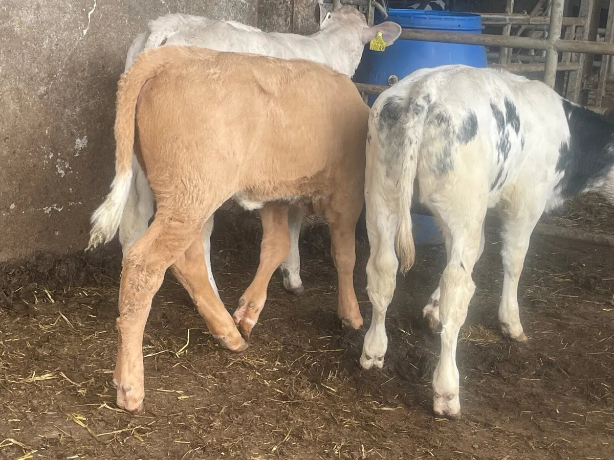 5 super reared continental heifers - Image 3