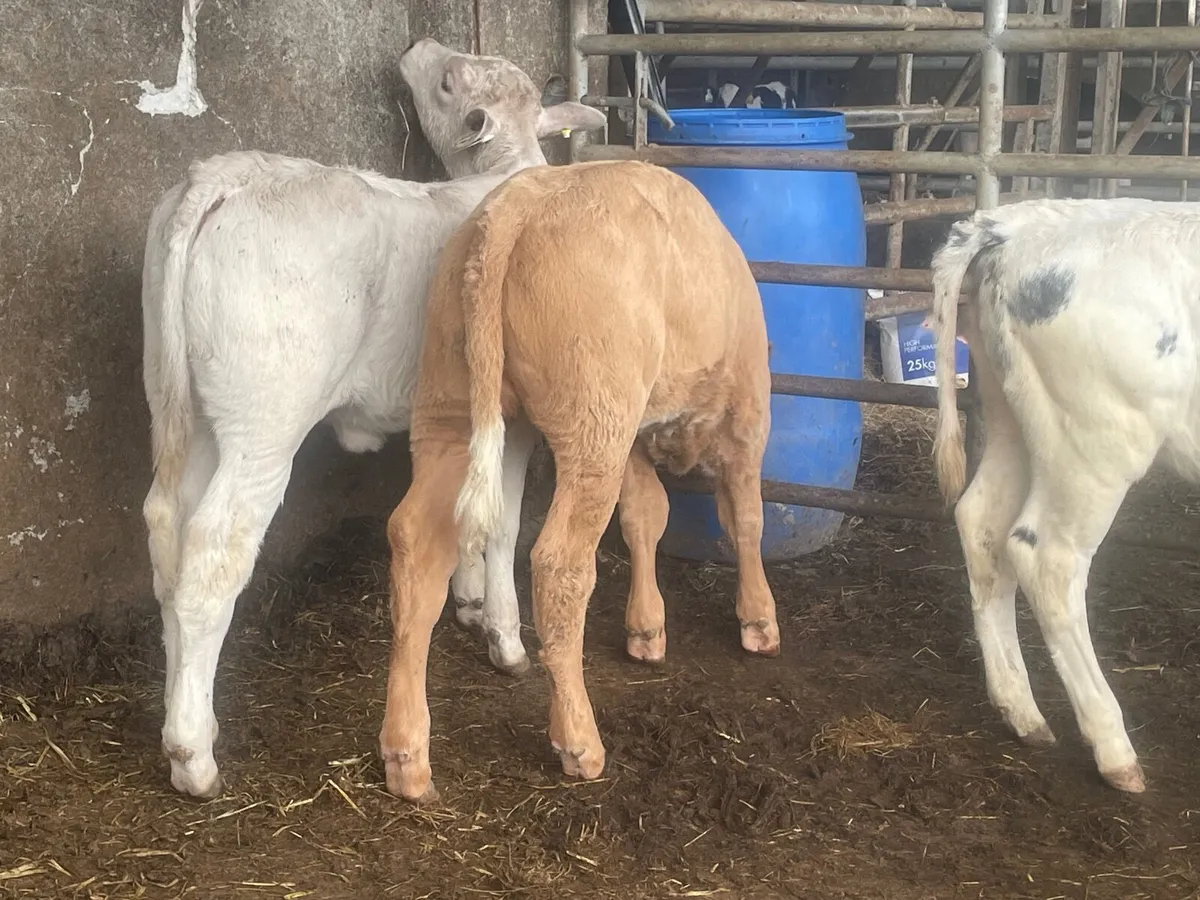 5 super reared continental heifers - Image 4