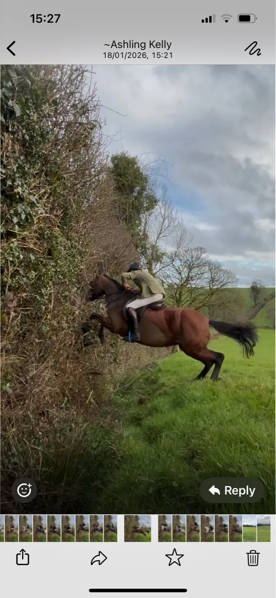 5 yr old 14.2 and 4 yr old 16.2 - Image 3