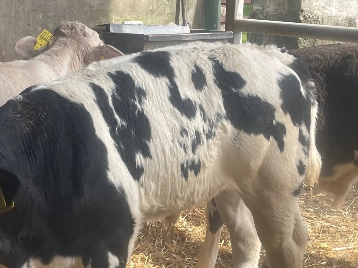 16 super reared continental bull calves - Image 2