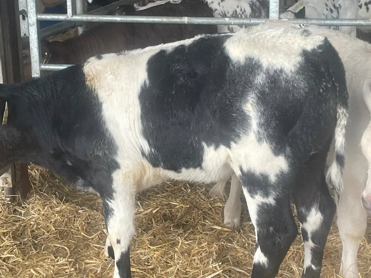 16 super reared continental bull calves - Image 3