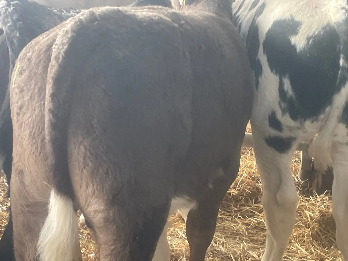 16 super reared continental bull calves - Image 4