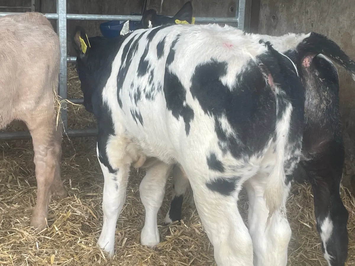 16 super reared continental bull calves - Image 1