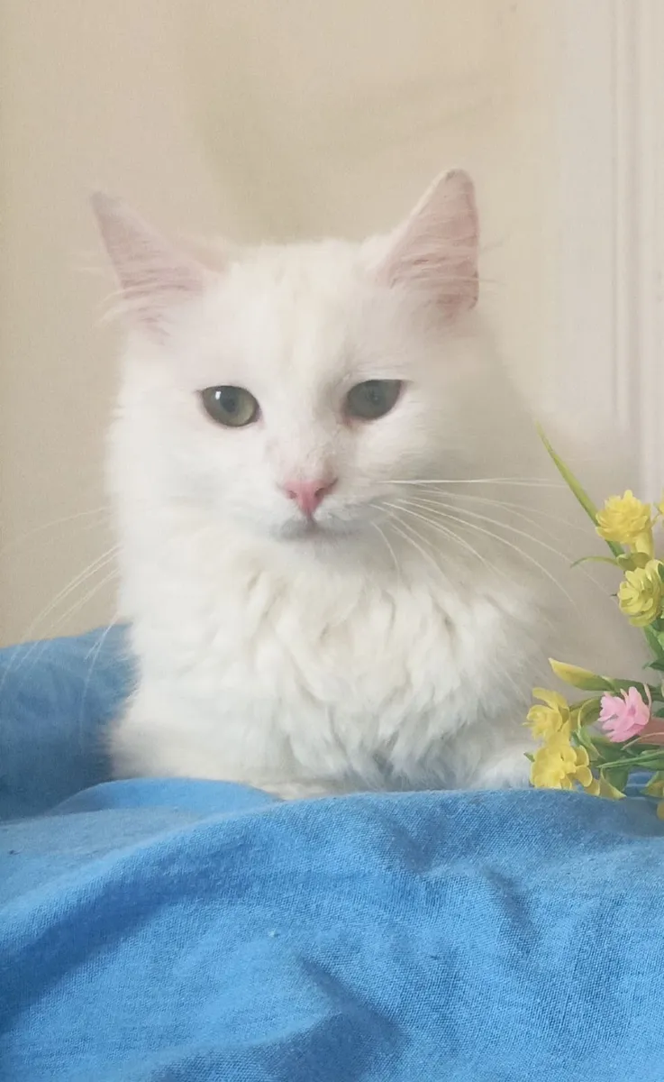 Turkish Van kittens, - Image 1