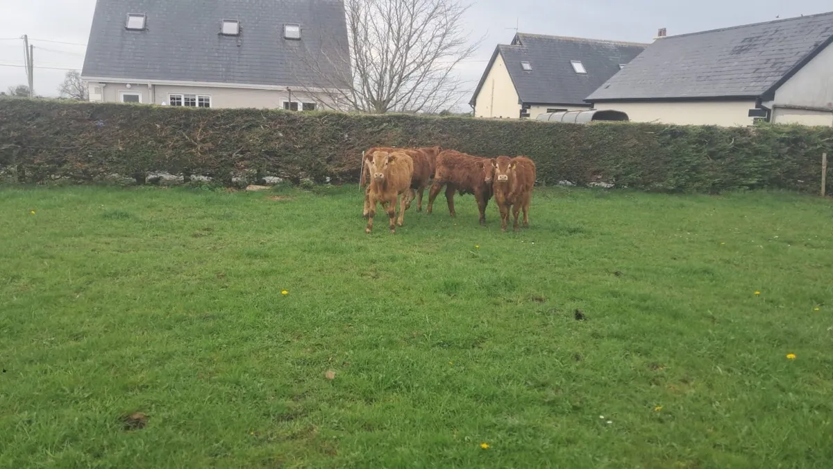 Limision bulls - Image 4