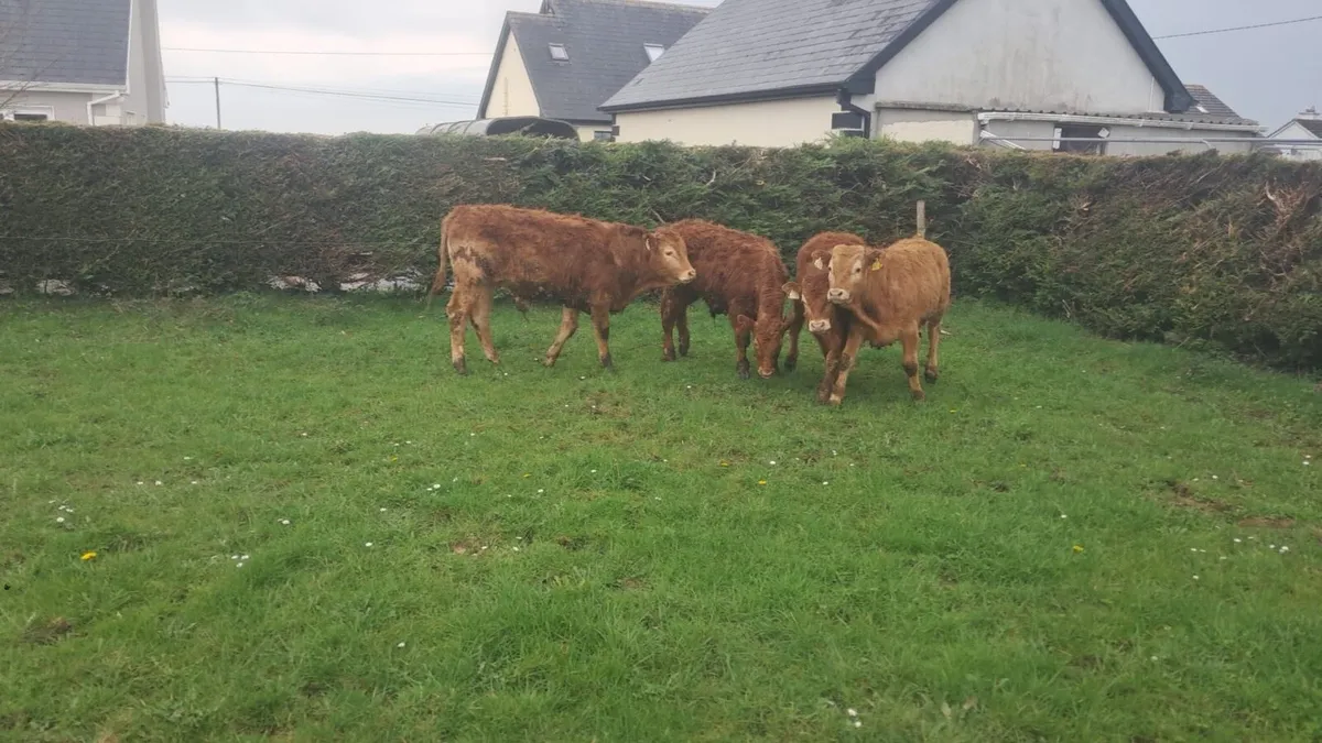 Limision bulls - Image 1