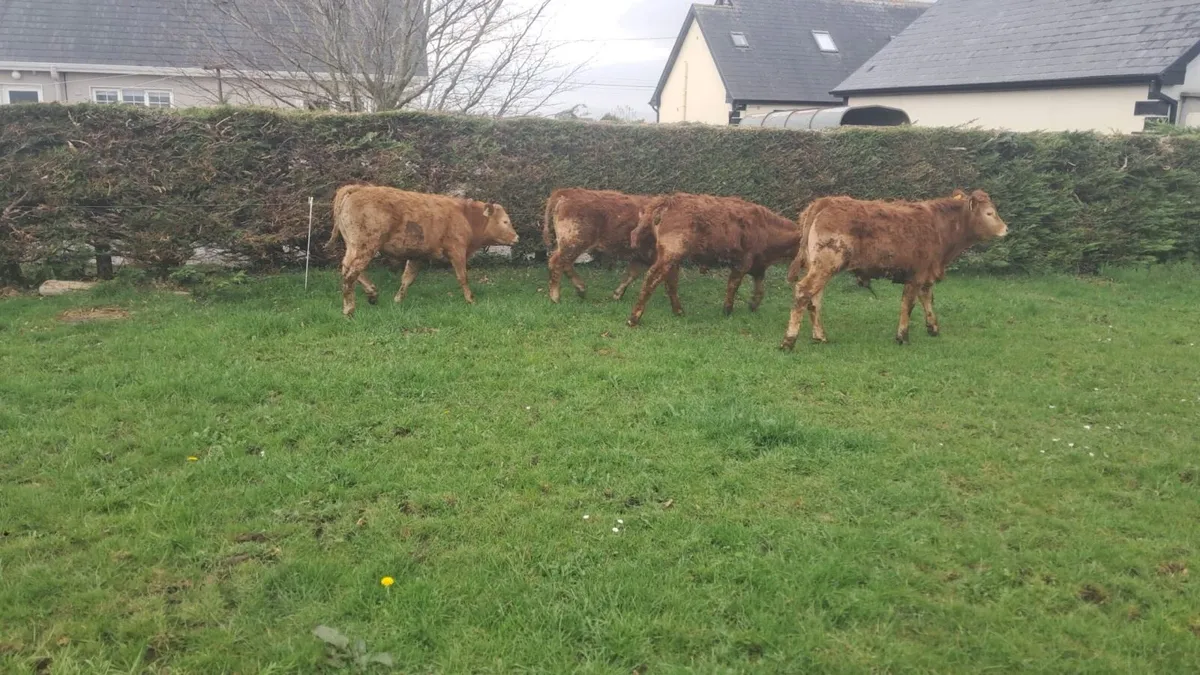 Limision bulls - Image 2