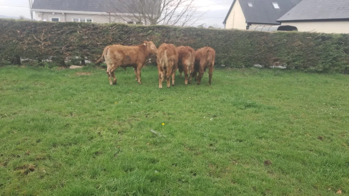 Limision bulls - Image 3