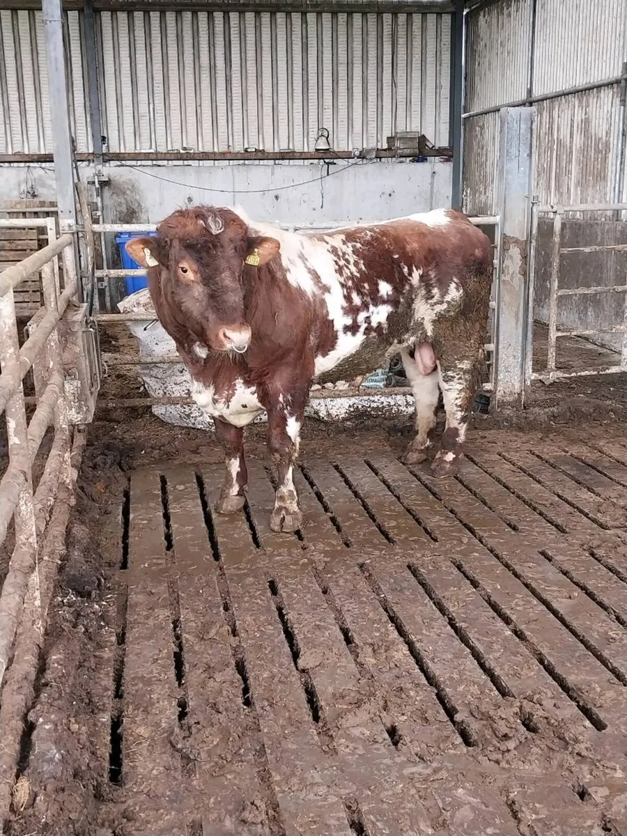 Pedigree shorthorn Bull - Image 1