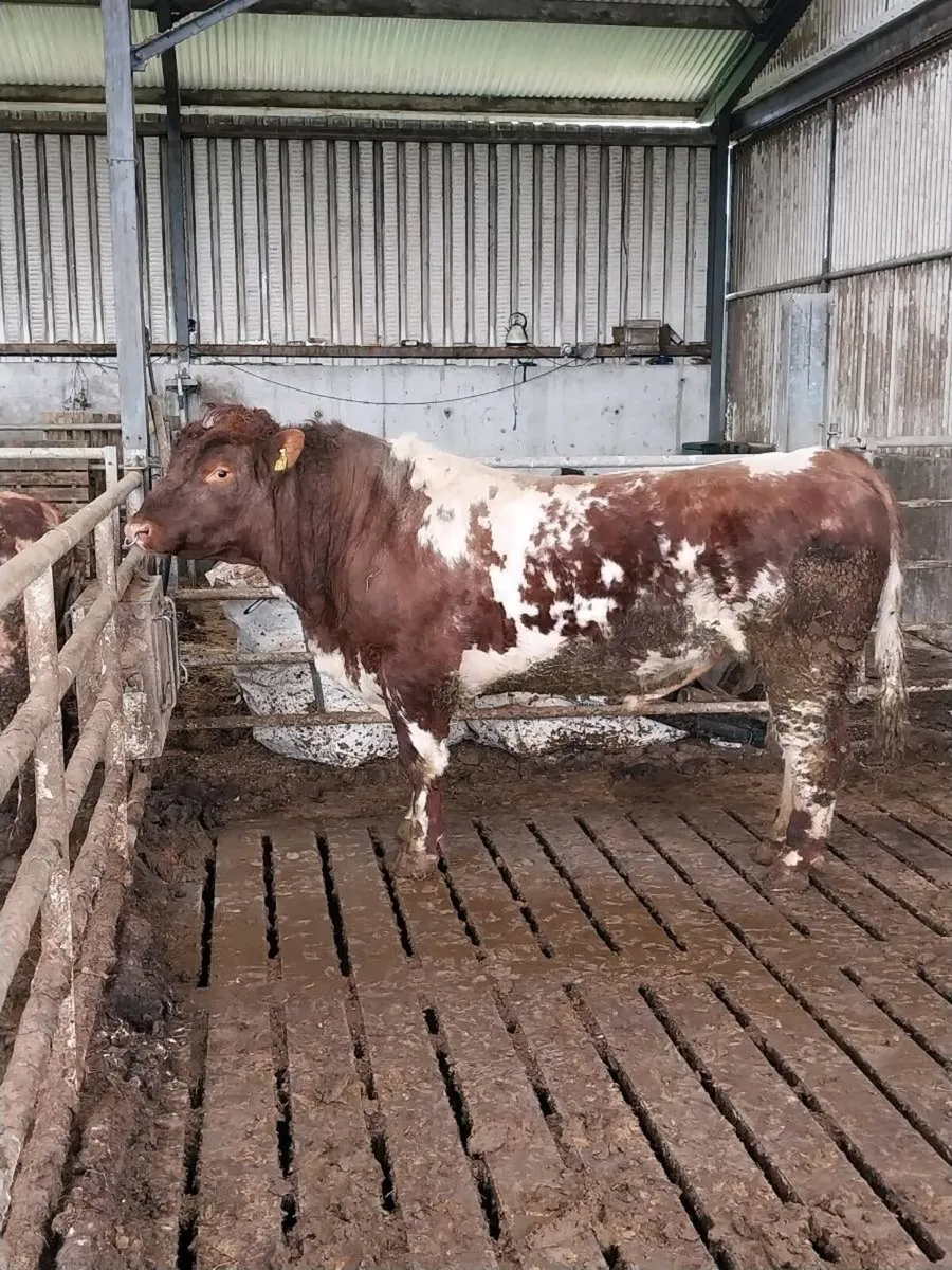Pedigree shorthorn Bull - Image 2