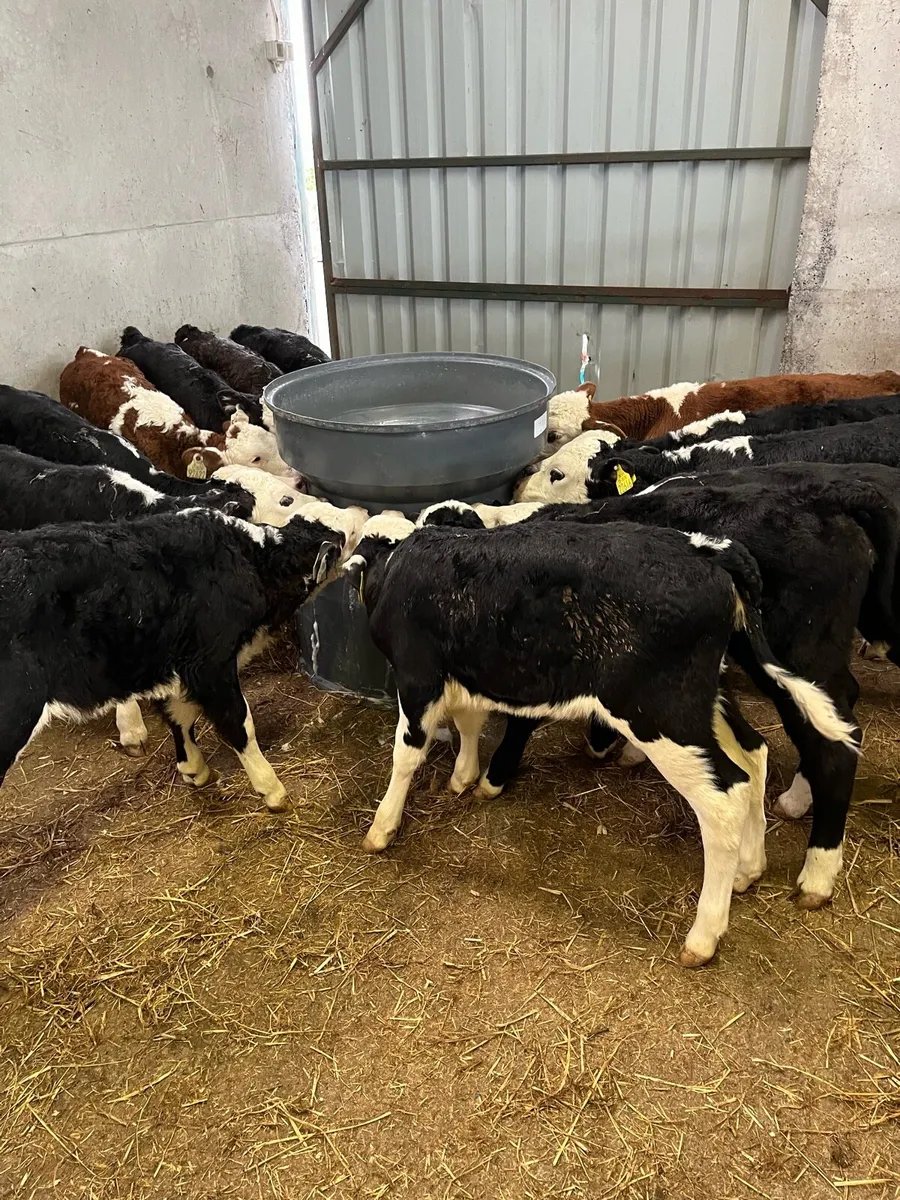 Calves - Image 1