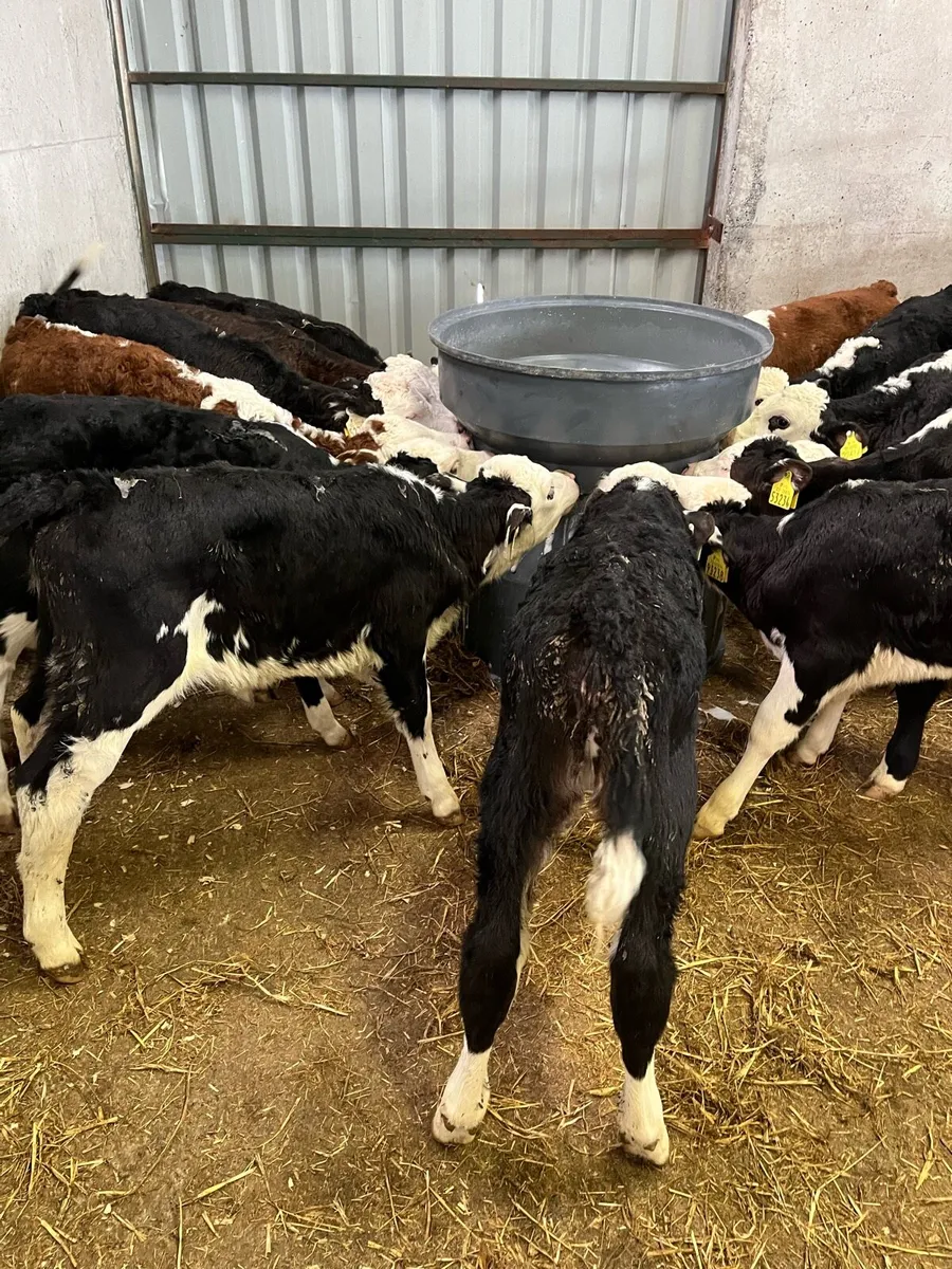 Calves - Image 2