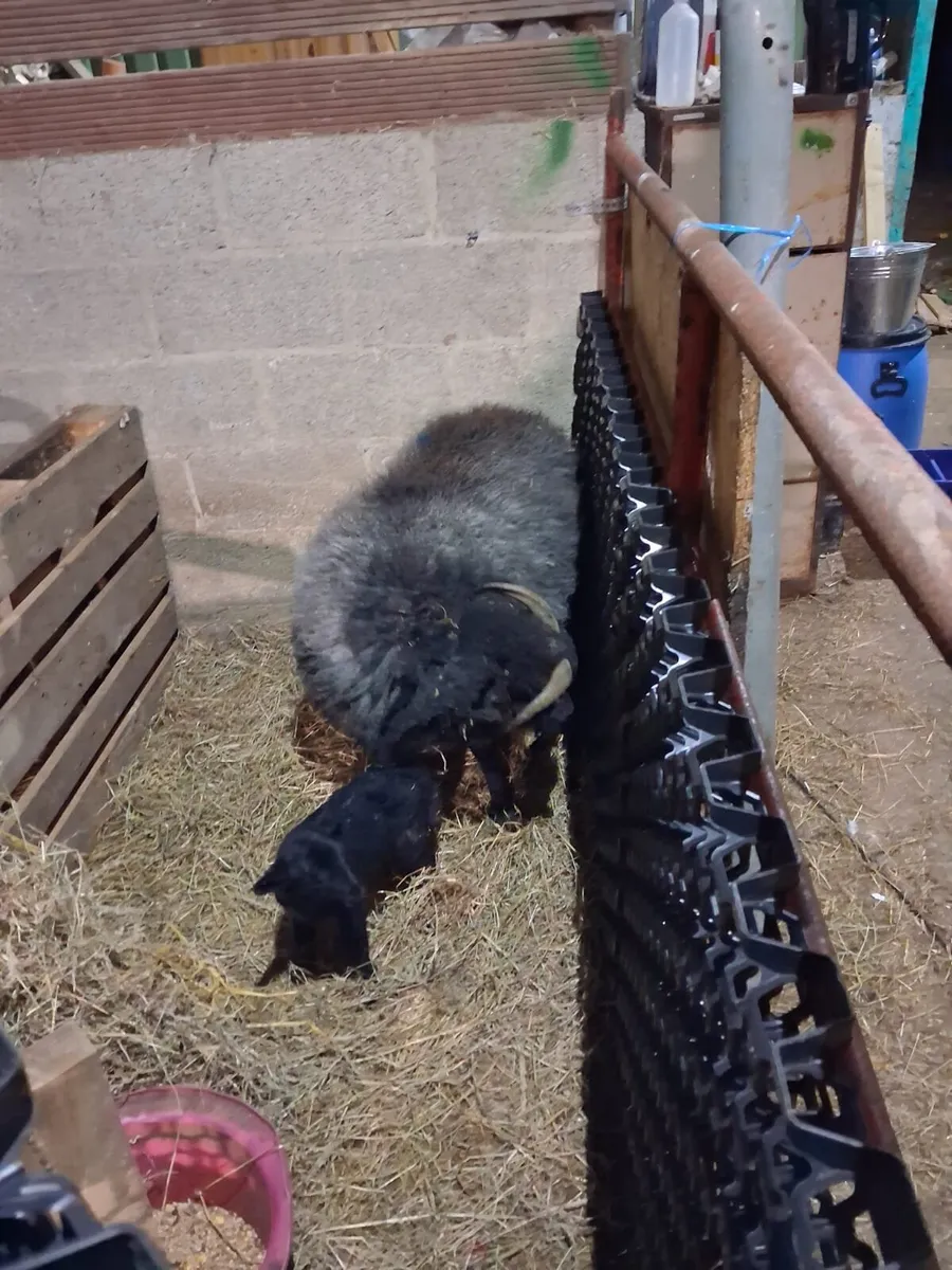 Really good pet lambs for sale