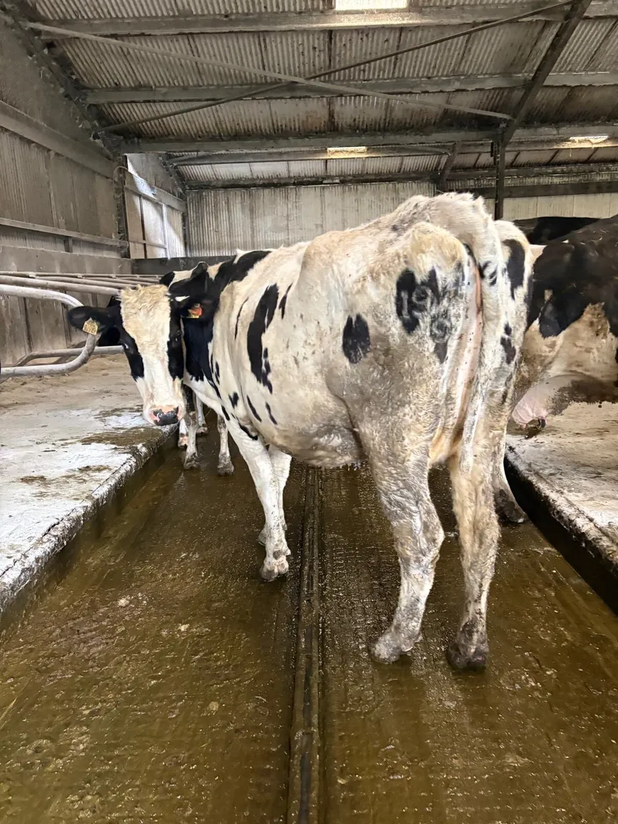 April calving cows - Image 3