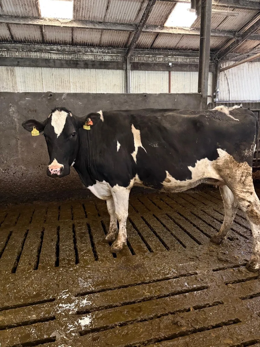 April calving cows - Image 1