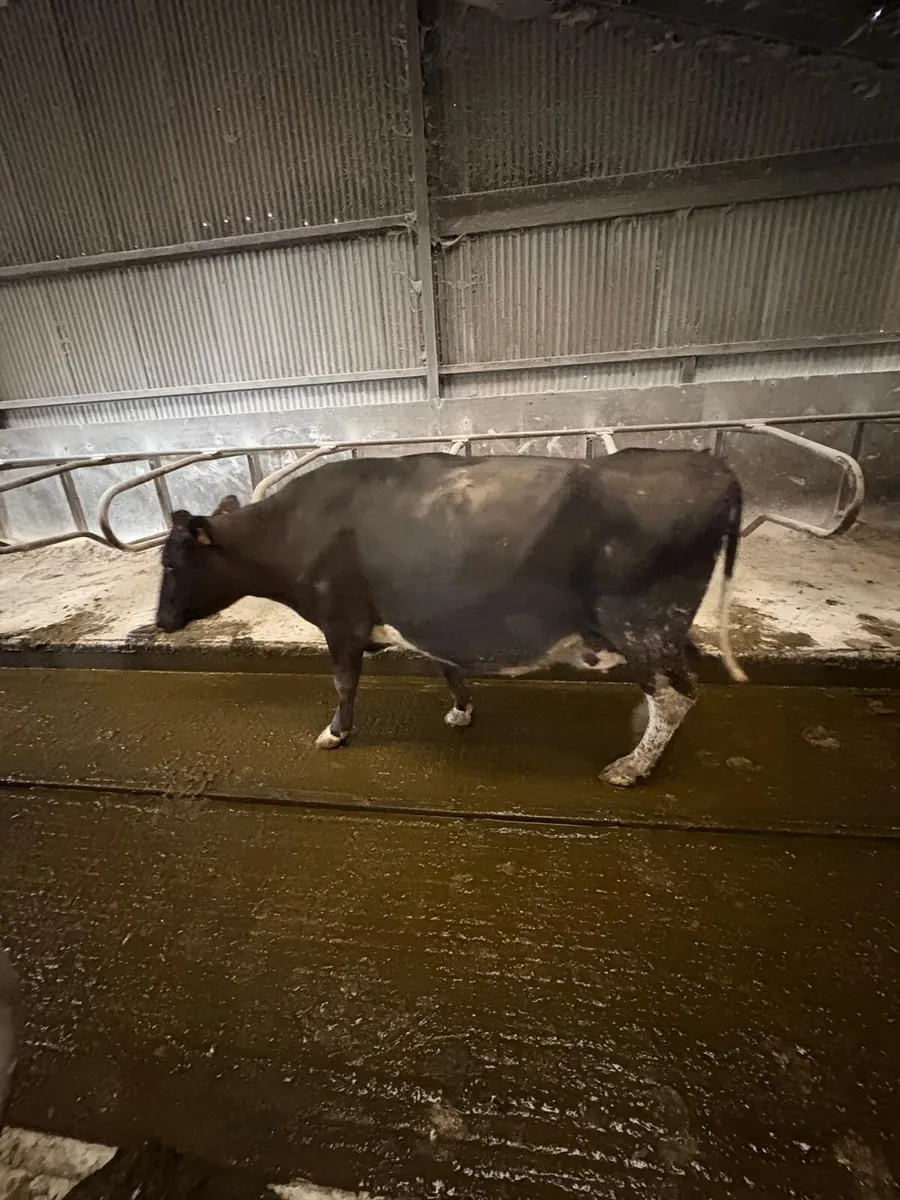 April calving cows - Image 2