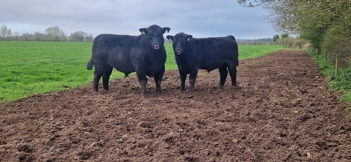 Pedigree Aberdeen Angus Bulls - Image 2