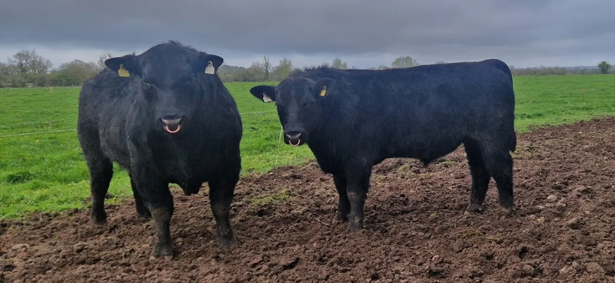Pedigree Aberdeen Angus Bulls - Image 1